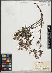 Foto von Salix repens L.